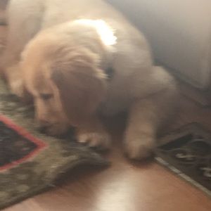 Meet your Posher, Brandy